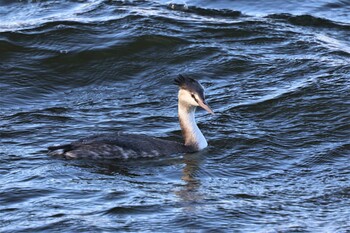 Great Crested Grebe Watarase Yusuichi (Wetland) Sat, 11/27/2021