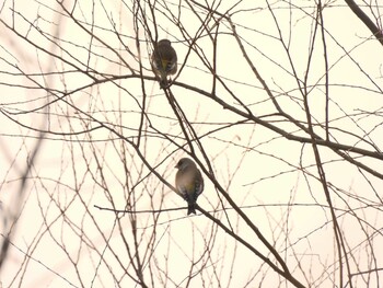 Oriental Greenfinch(kawarahiba) 奥林匹克森林公園(北京) Sun, 11/28/2021