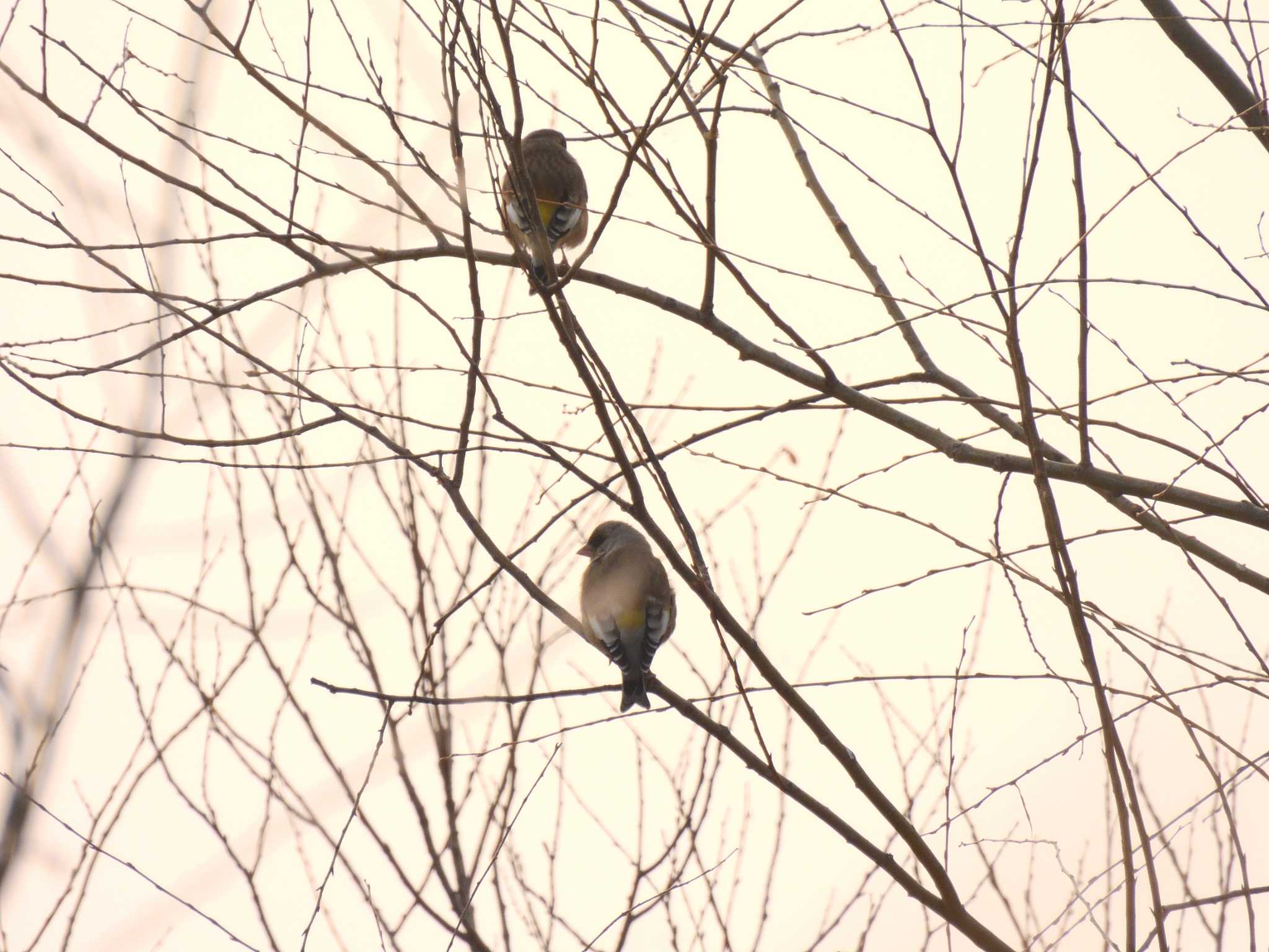 Oriental Greenfinch(kawarahiba)