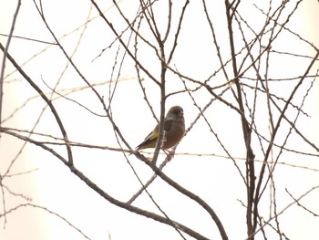 Oriental Greenfinch(kawarahiba) 奥林匹克森林公園(北京) Sun, 11/28/2021