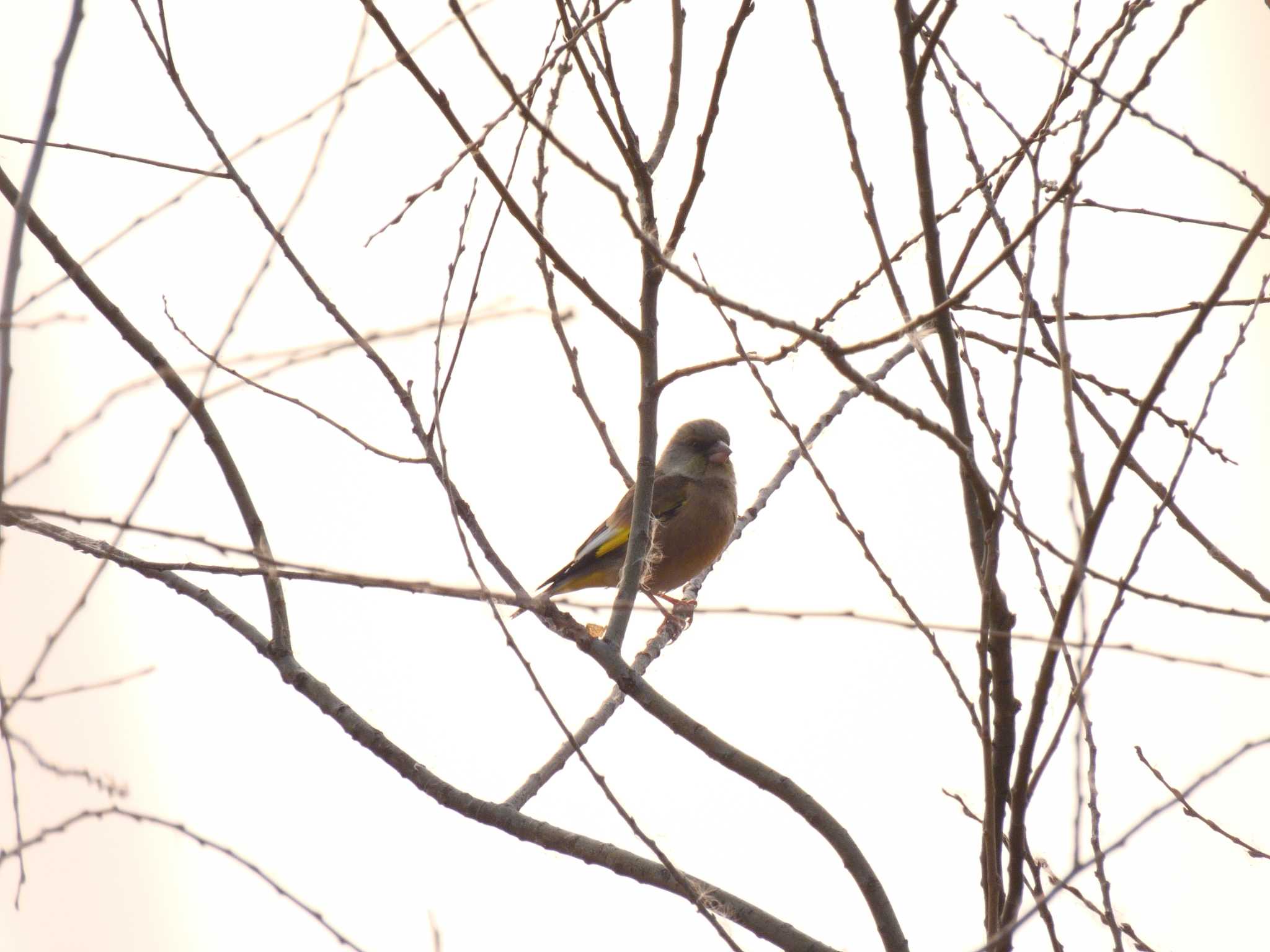 Oriental Greenfinch(kawarahiba)