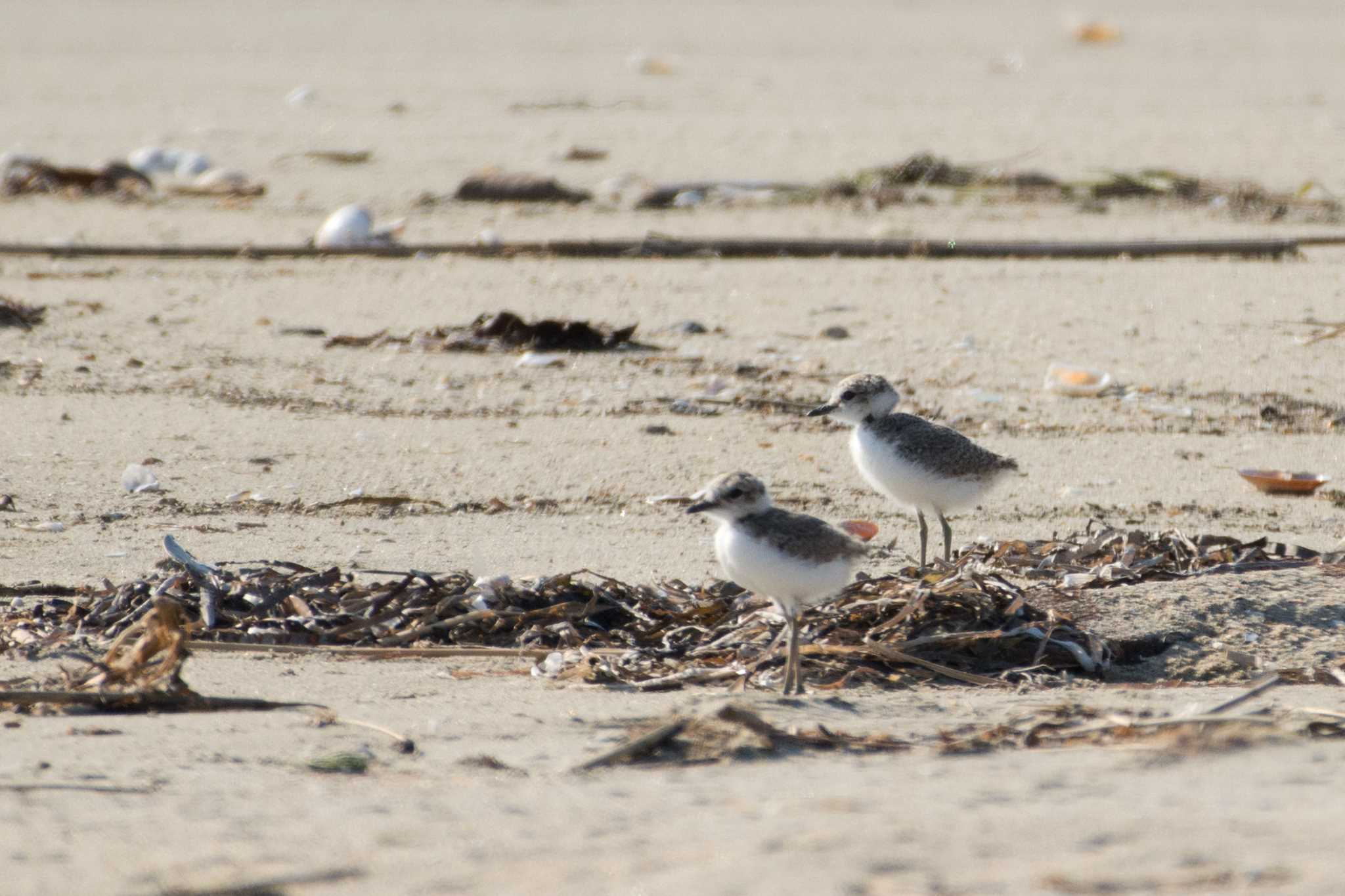 Photo of Kentish Plover at 三重県鈴鹿市 by 倶利伽羅