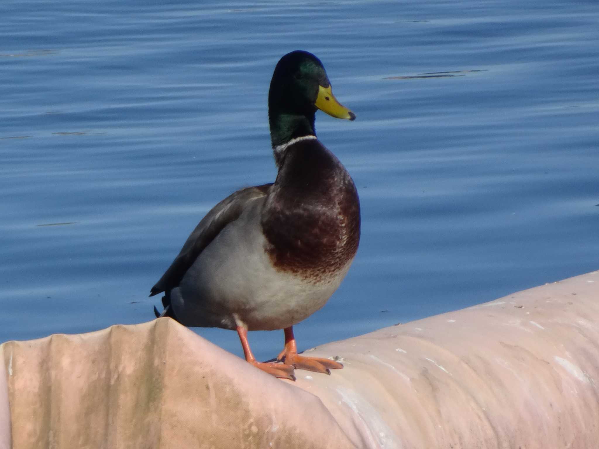 Photo of Mallard at 相模原沈殿池 by Kozakuraband