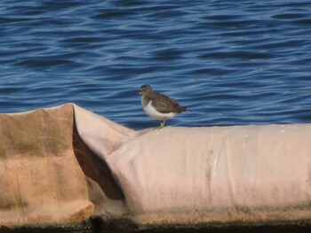 Common Sandpiper 相模原沈殿池 Sun, 11/28/2021