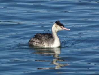 Great Crested Grebe 相模原沈殿池 Sun, 11/28/2021