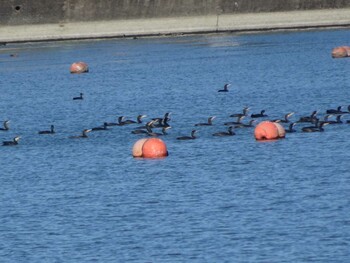 Great Cormorant 相模原沈殿池 Sun, 11/28/2021