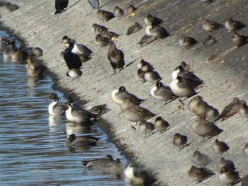 Northern Pintail 相模原沈殿池 Sun, 11/28/2021