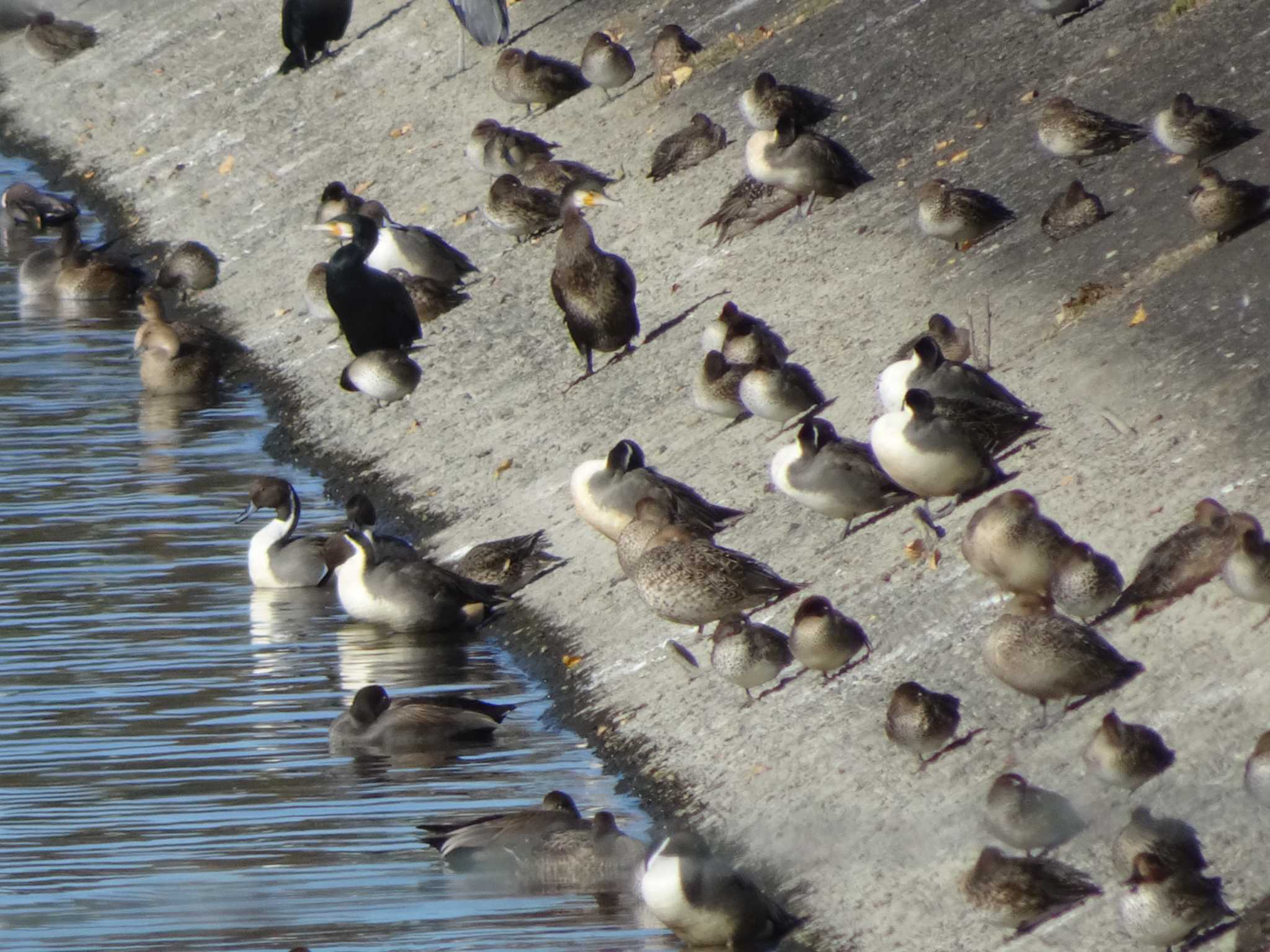 Photo of Northern Pintail at 相模原沈殿池 by Kozakuraband