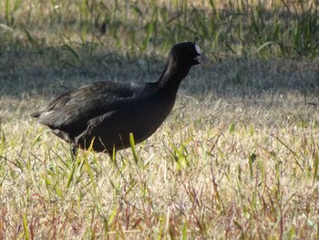 Eurasian Coot 相模原沈殿池 Sun, 11/28/2021