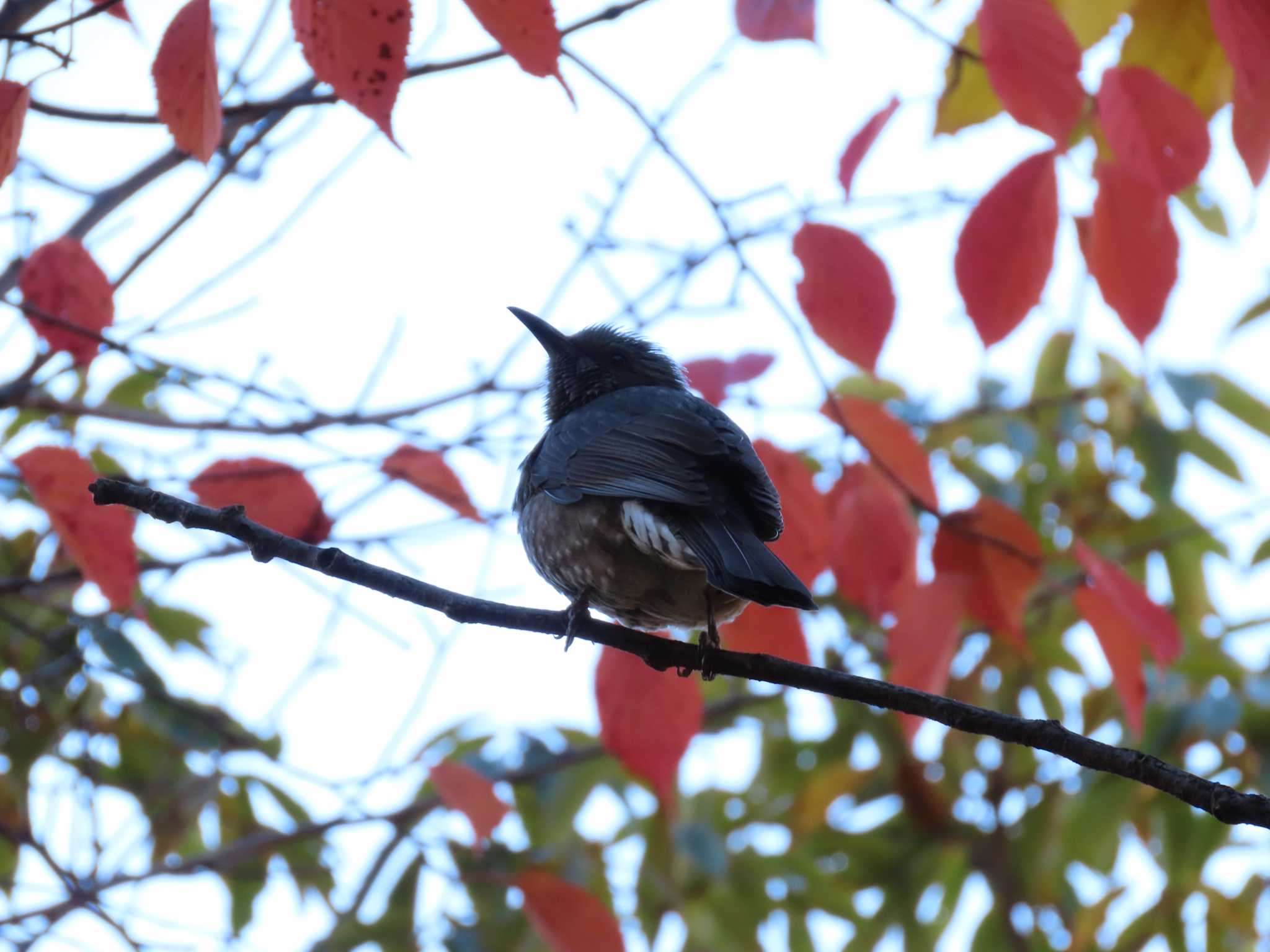 ギャザリアビオガーデン　フジクラ木場千年の森 ヒヨドリの写真 by のぐち