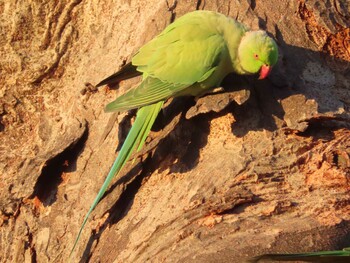 2021年11月29日(月) 野川の野鳥観察記録