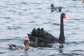 Black Swan 千波湖公園 Sat, 11/20/2021