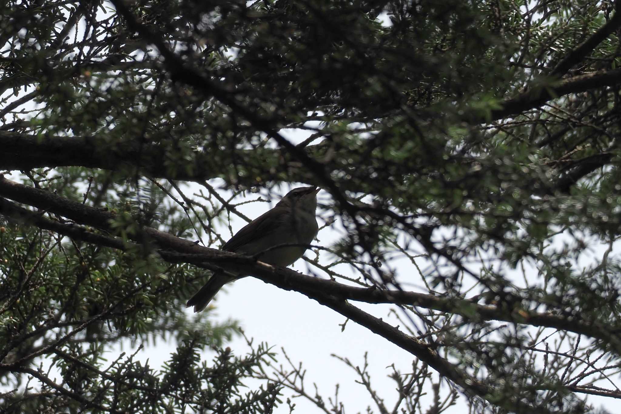 Photo of Sakhalin Leaf Warbler at  by エナガ好き