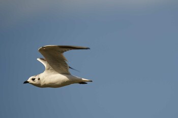 Saunders's Gull 潟ノ内(島根県松江市) Mon, 11/29/2021