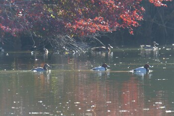 ホシハジロ 滋賀県甲賀市甲南町創造の森 2021年11月29日(月)