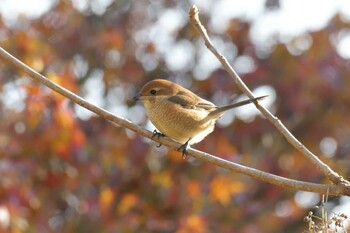 モズ 滋賀県甲賀市甲南町創造の森 2021年11月29日(月)