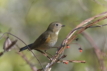 ルリビタキ 滋賀県甲賀市甲南町創造の森 2021年11月29日(月)