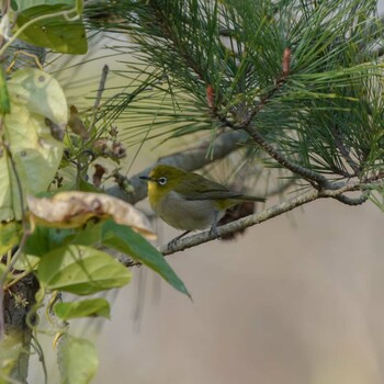 メジロ 大麻生野鳥の森公園 2021年11月29日(月)