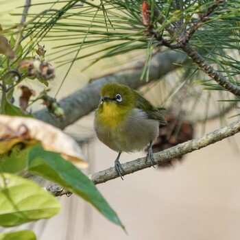 メジロ 大麻生野鳥の森公園 2021年11月29日(月)