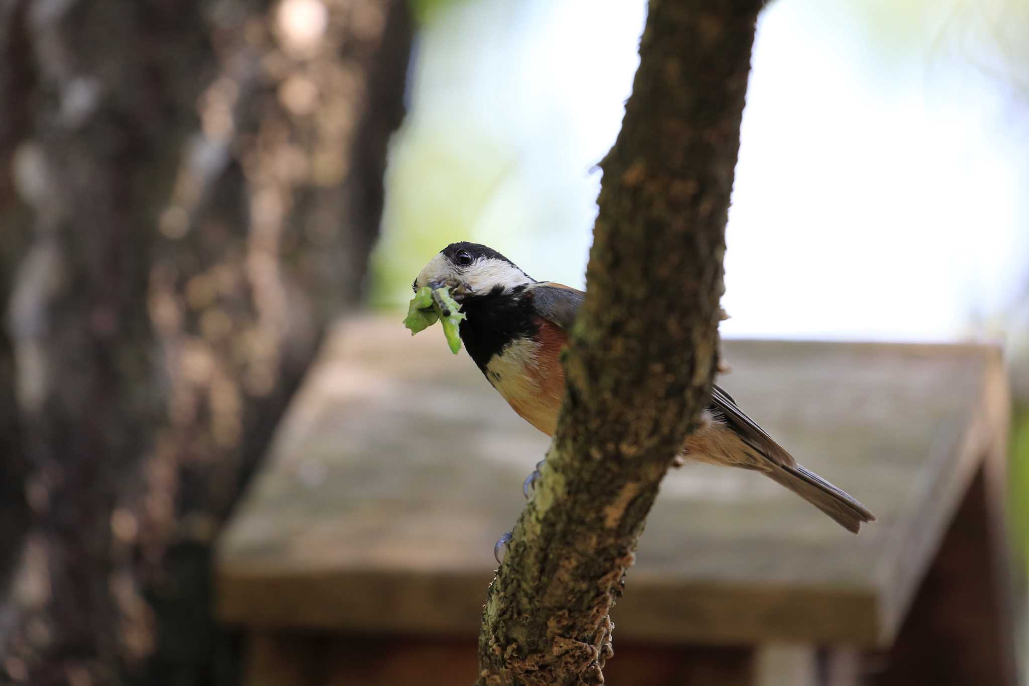 Varied Tit