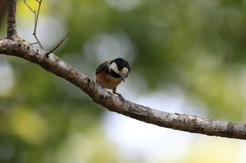 Varied Tit 三田市アプリコーゼ Sat, 5/20/2017