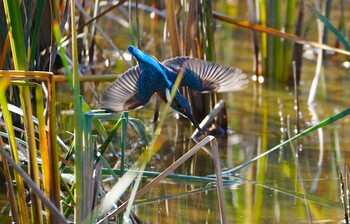 Mon, 11/29/2021 Birding report at Oizumi Ryokuchi Park