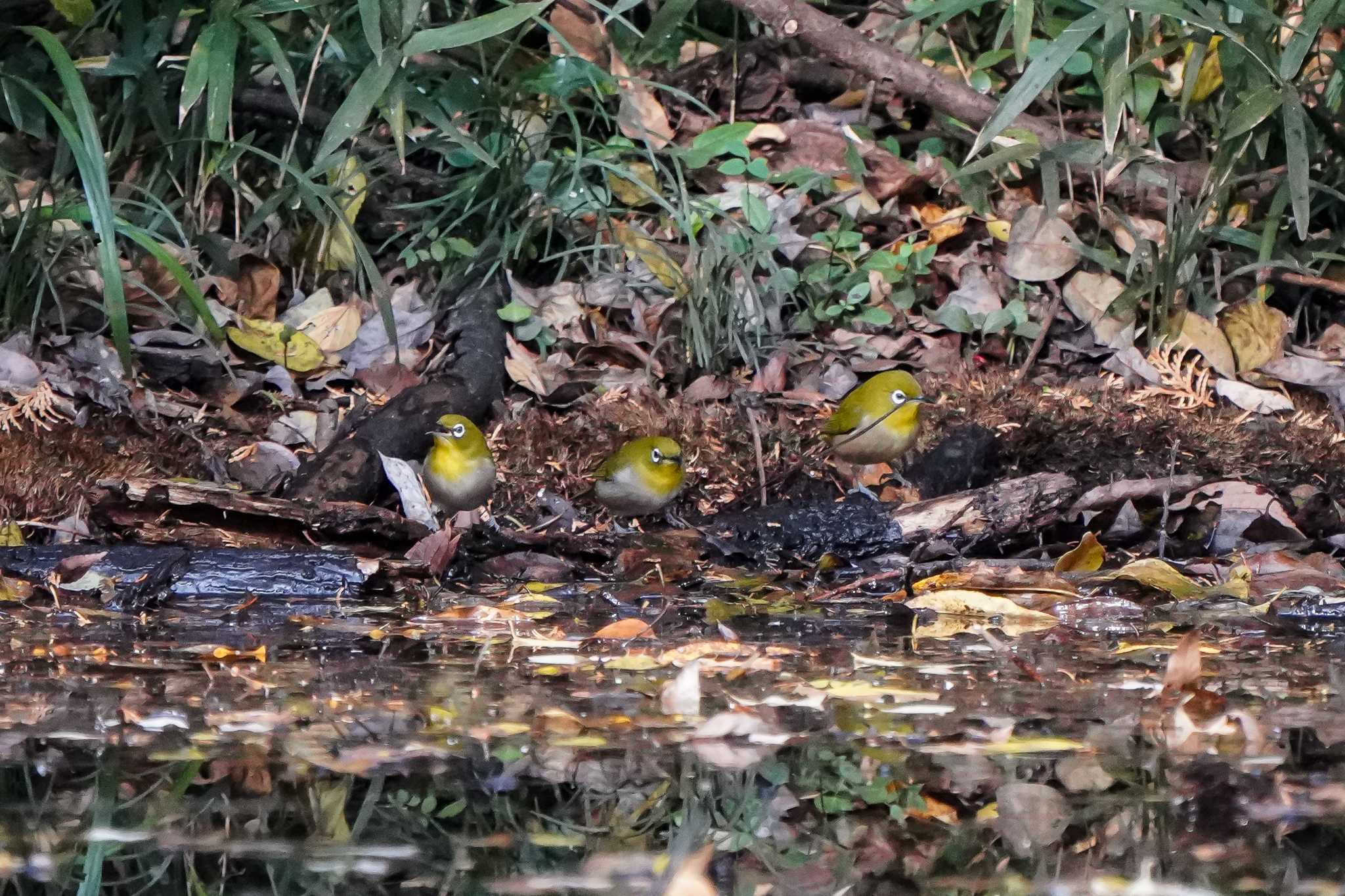 大麻生野鳥の森公園 メジロアフリカヒヨドリの写真 by merumumu