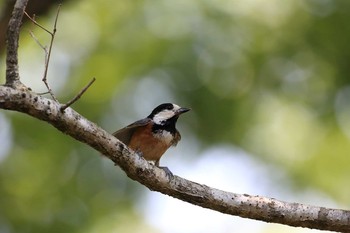 Varied Tit 三田市アプリコーゼ Sat, 5/20/2017