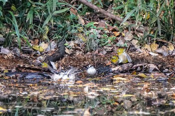 メジロ 大麻生野鳥の森公園 2021年11月29日(月)