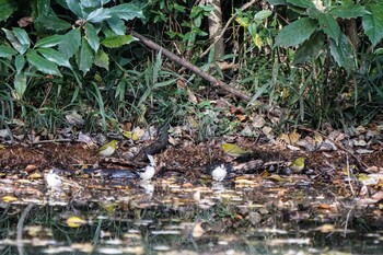 Long-tailed Tit Ooaso Wild Bird Forest Park Mon, 11/29/2021