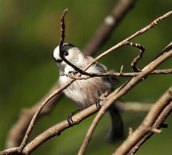 Long-tailed Tit 井頭公園 Sat, 11/27/2021