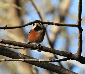 Varied Tit 井頭公園 Sat, 11/27/2021