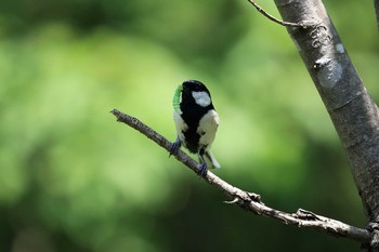 Japanese Tit 三田市アプリコーゼ Sat, 5/20/2017