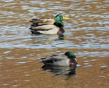 Mallard 井頭公園 Unknown Date