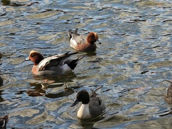 Eurasian Wigeon 井頭公園 Sat, 11/27/2021