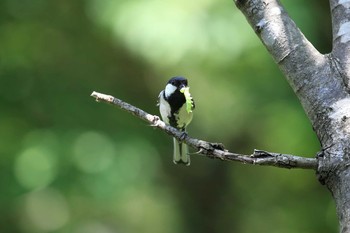 Japanese Tit 三田市アプリコーゼ Sat, 5/20/2017