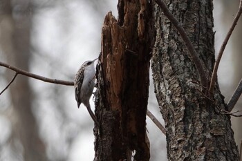 Eurasian Treecreeper Lake Utonai Sat, 11/20/2021