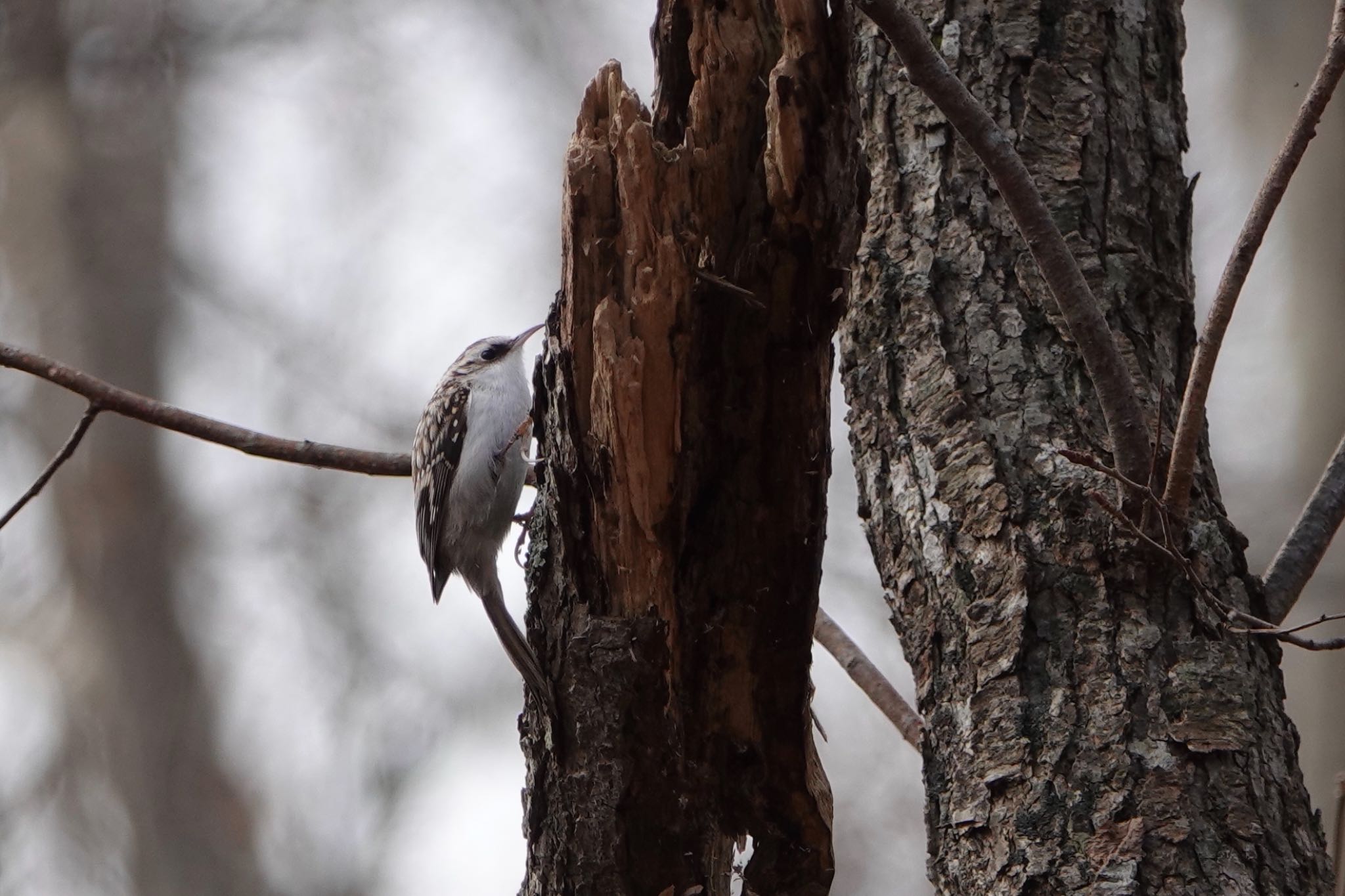 Eurasian Treecreeper