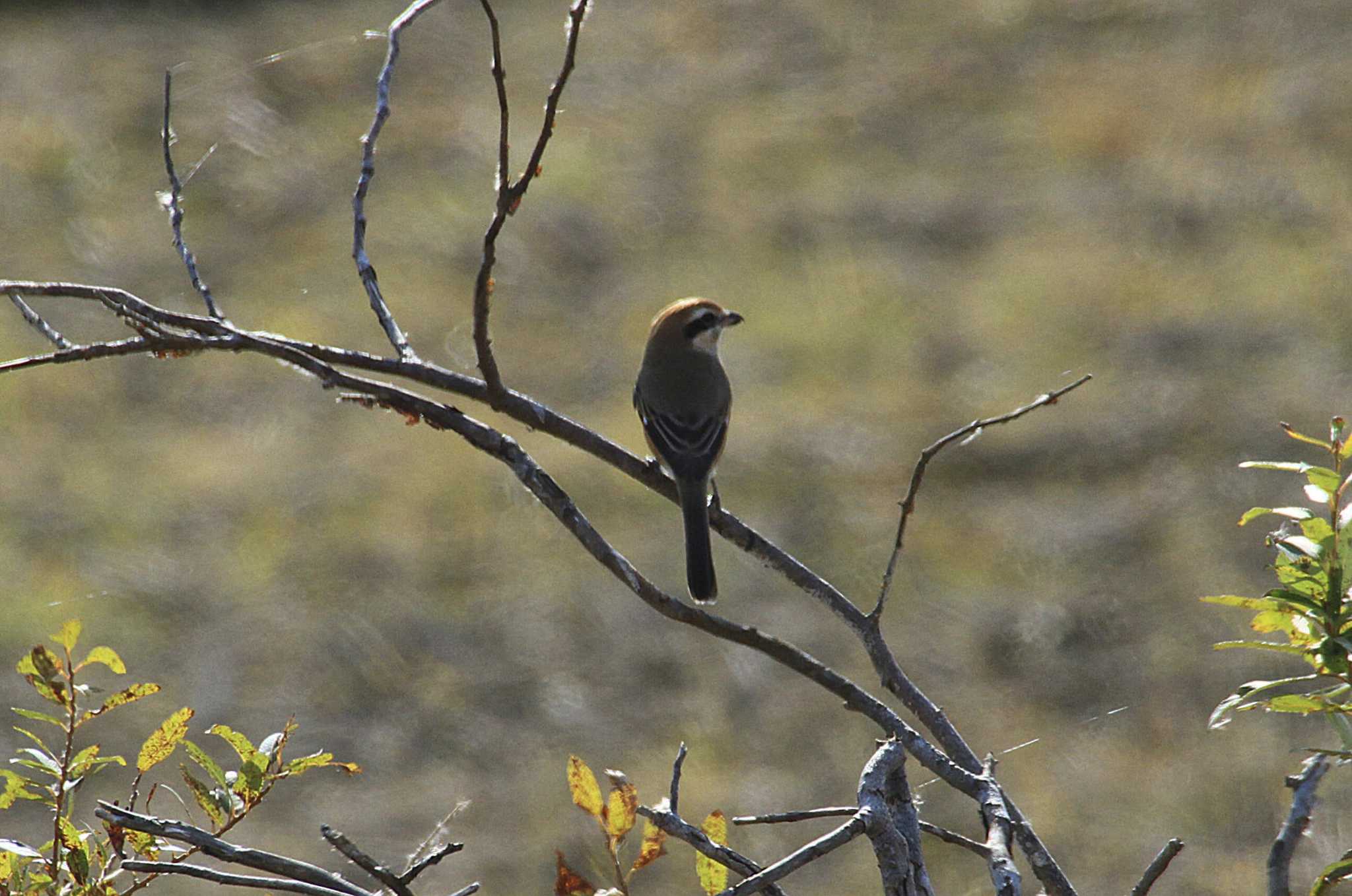 Photo of Bull-headed Shrike at 印旛沼 by Simo