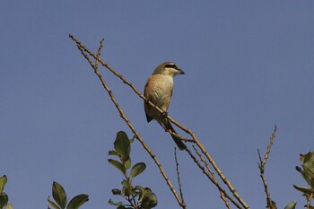 2021年11月29日(月) 印旛沼の野鳥観察記録