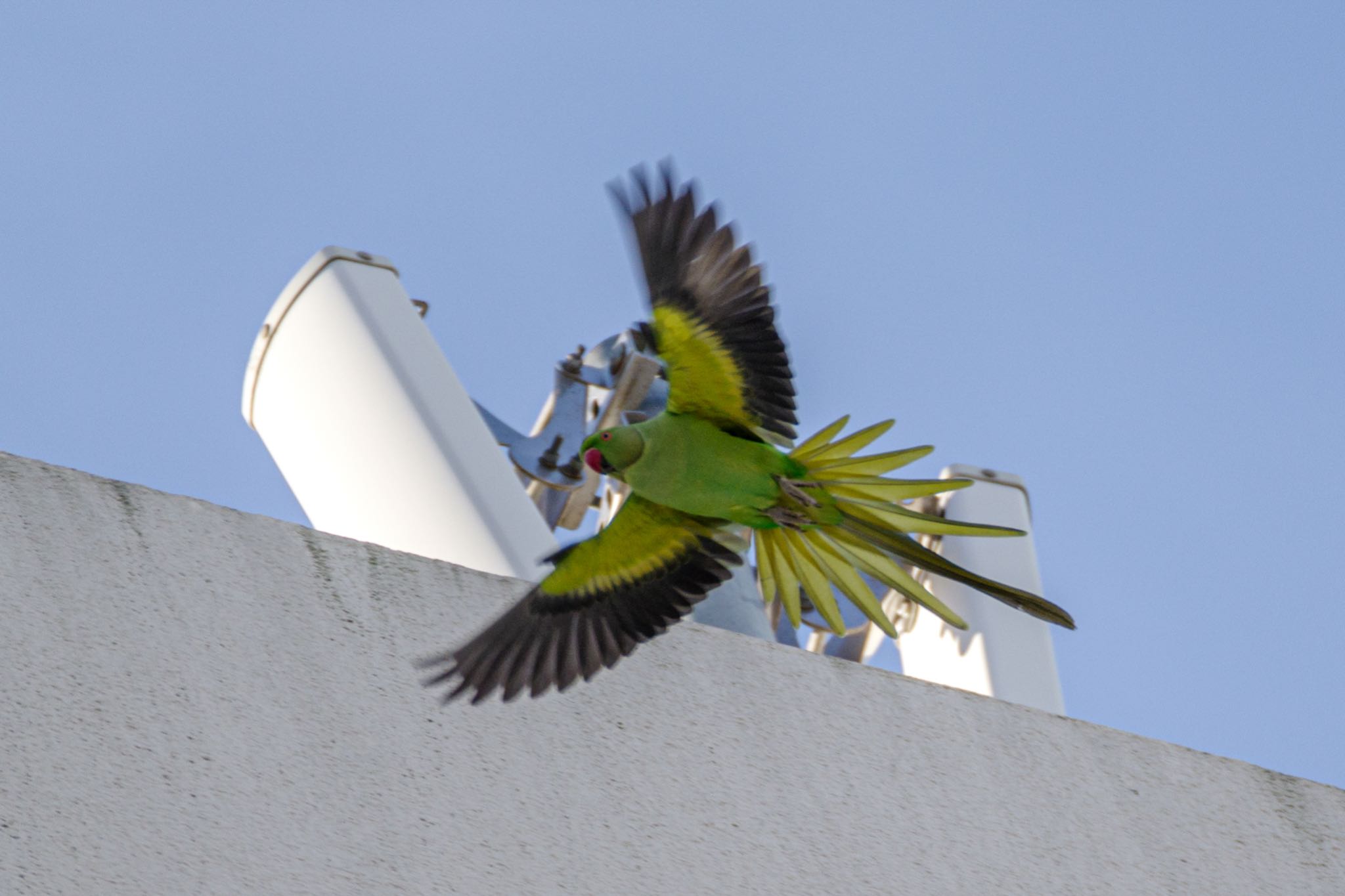 都内市街地 ワカケホンセイインコの写真 by Marco Birds