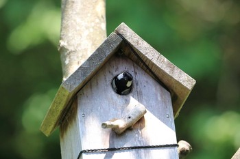 Japanese Tit 三田市アプリコーゼ Sat, 5/20/2017