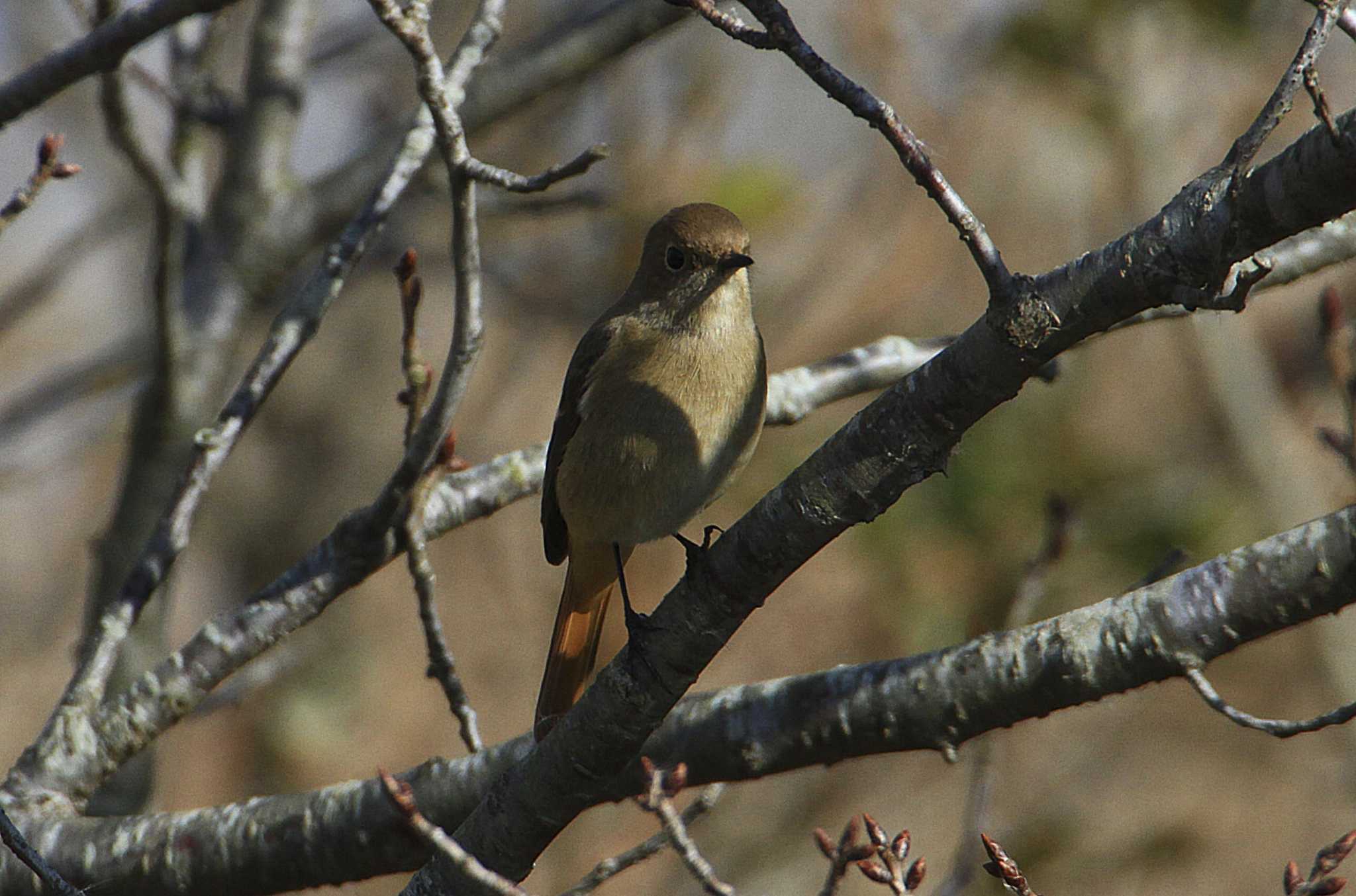 Daurian Redstart