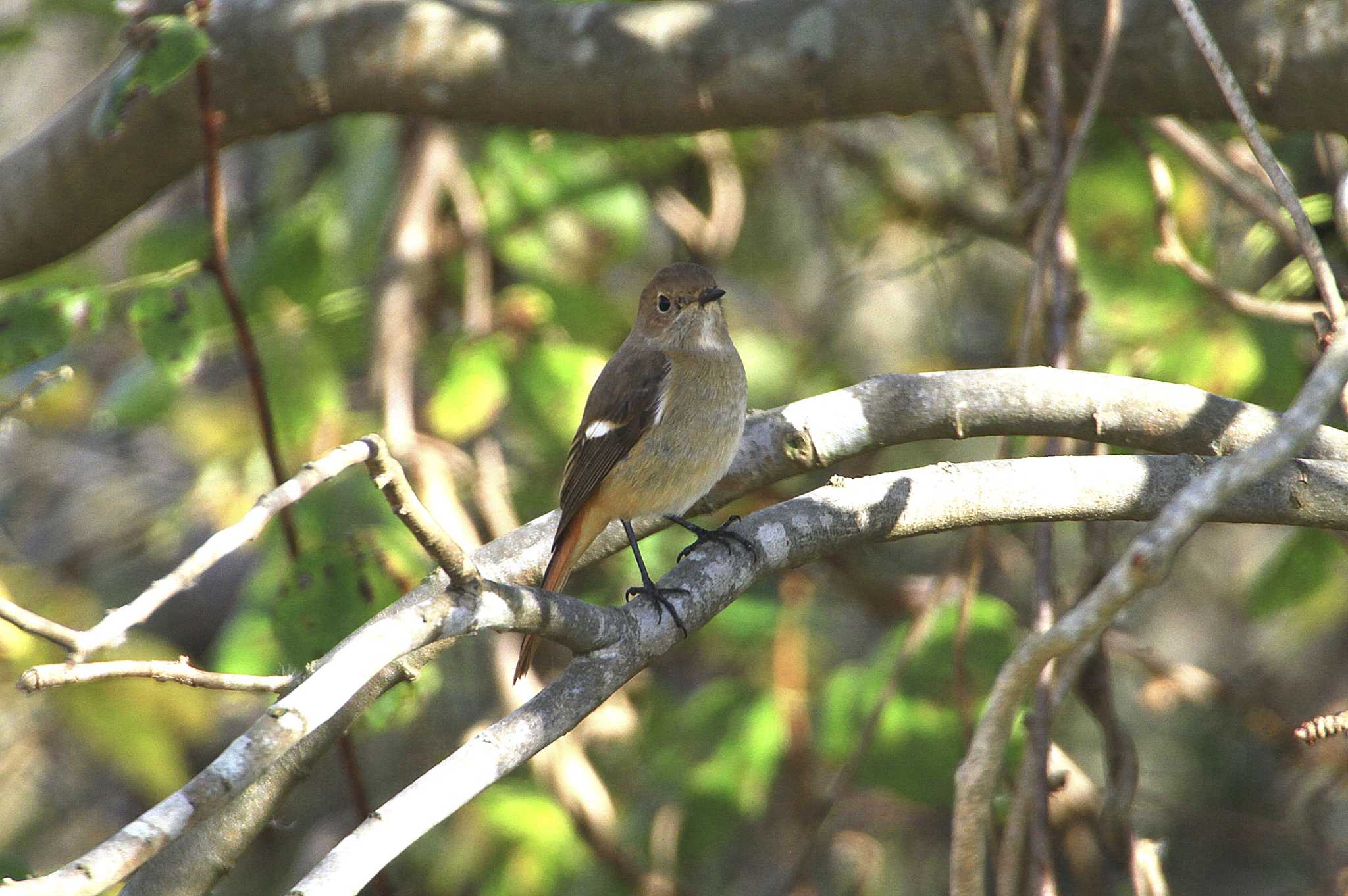 Daurian Redstart