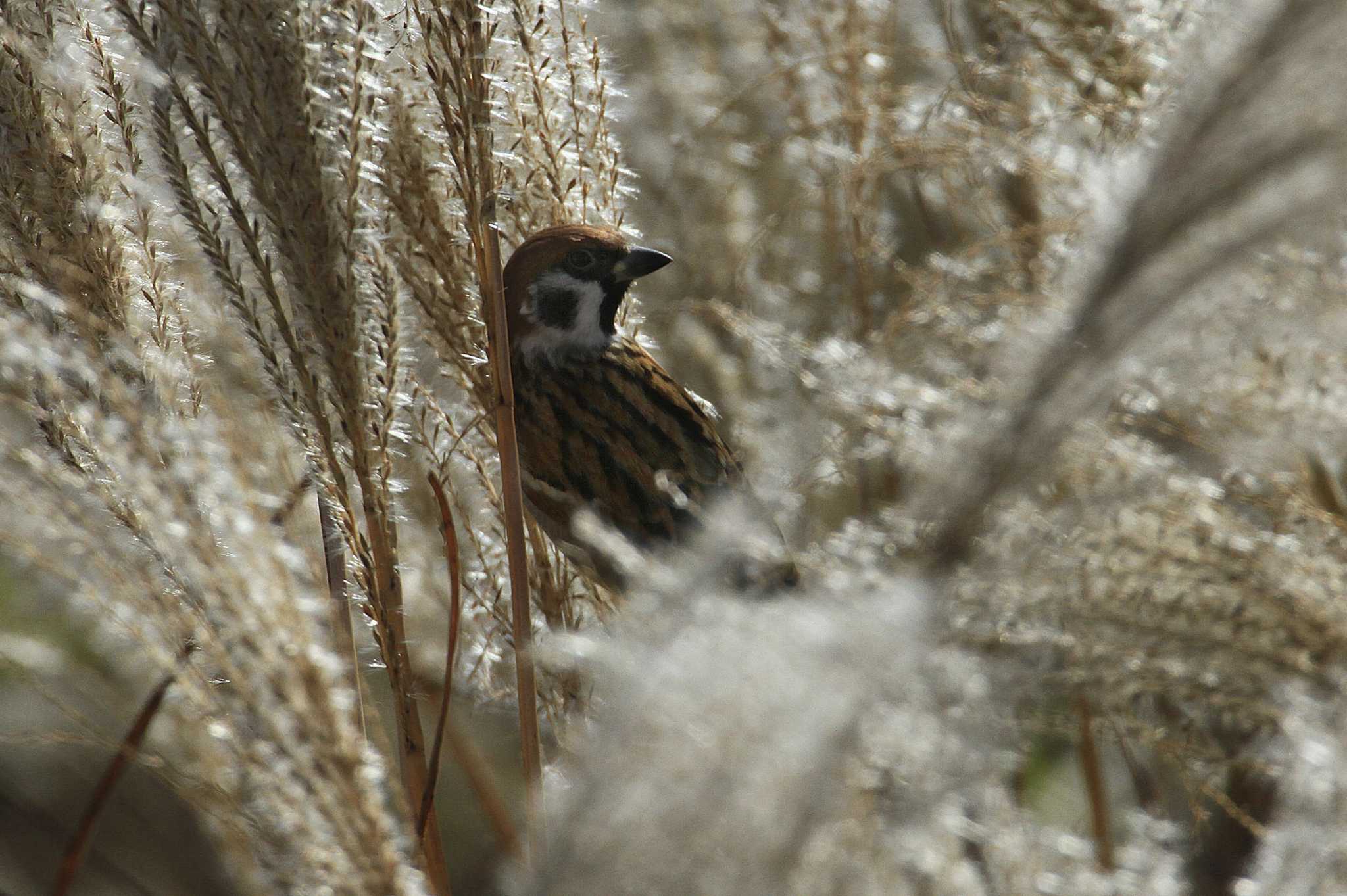 Eurasian Tree Sparrow