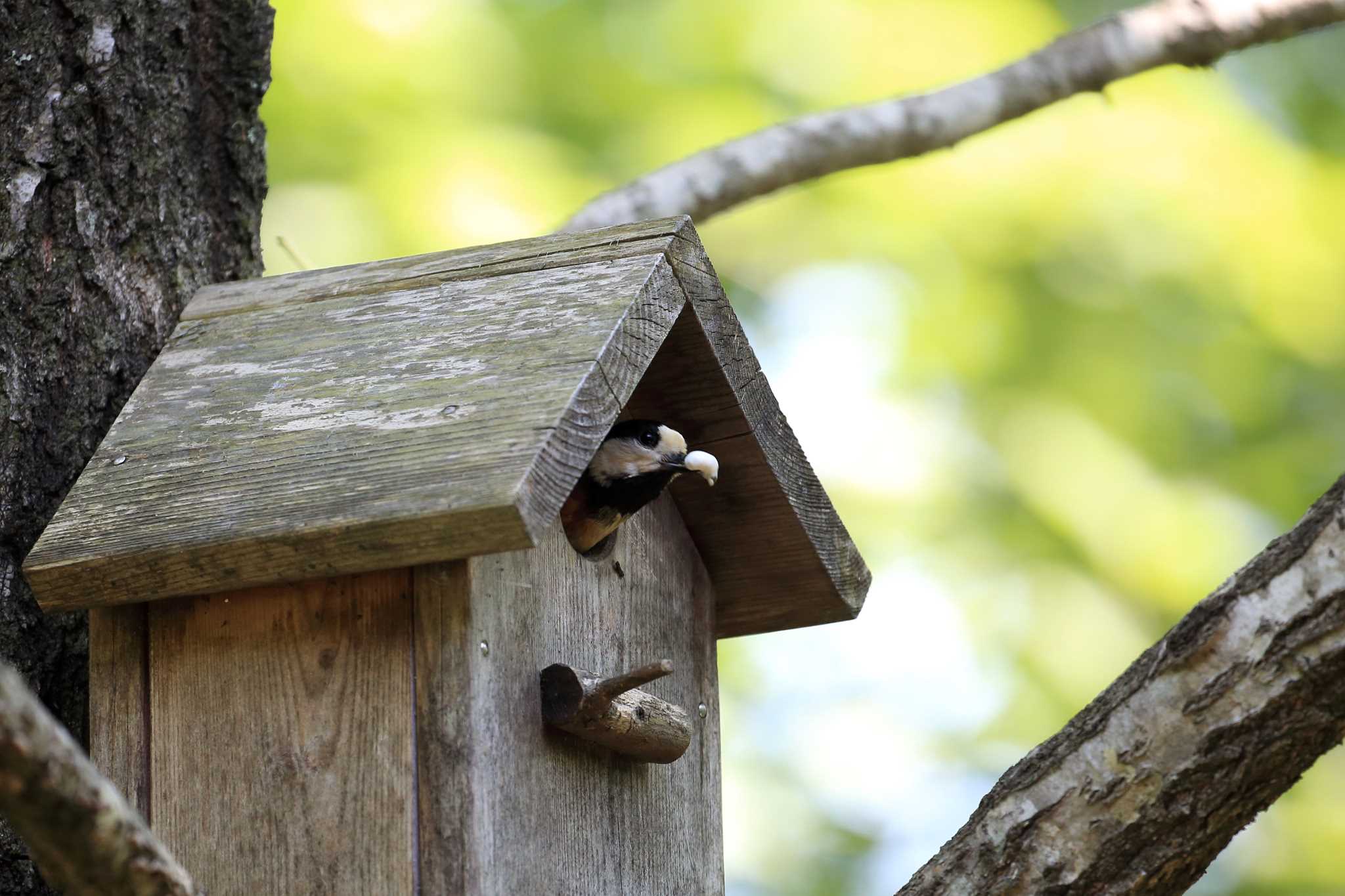 Photo of Varied Tit at 三田市アプリコーゼ by 明石のおやじ