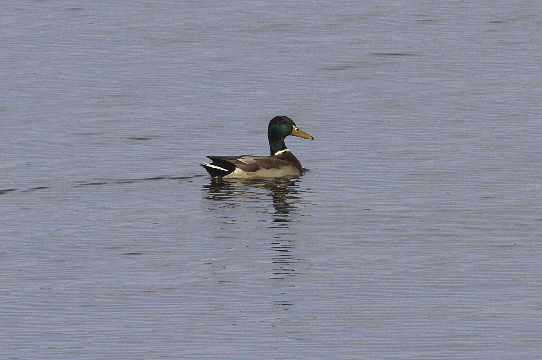 Mallard