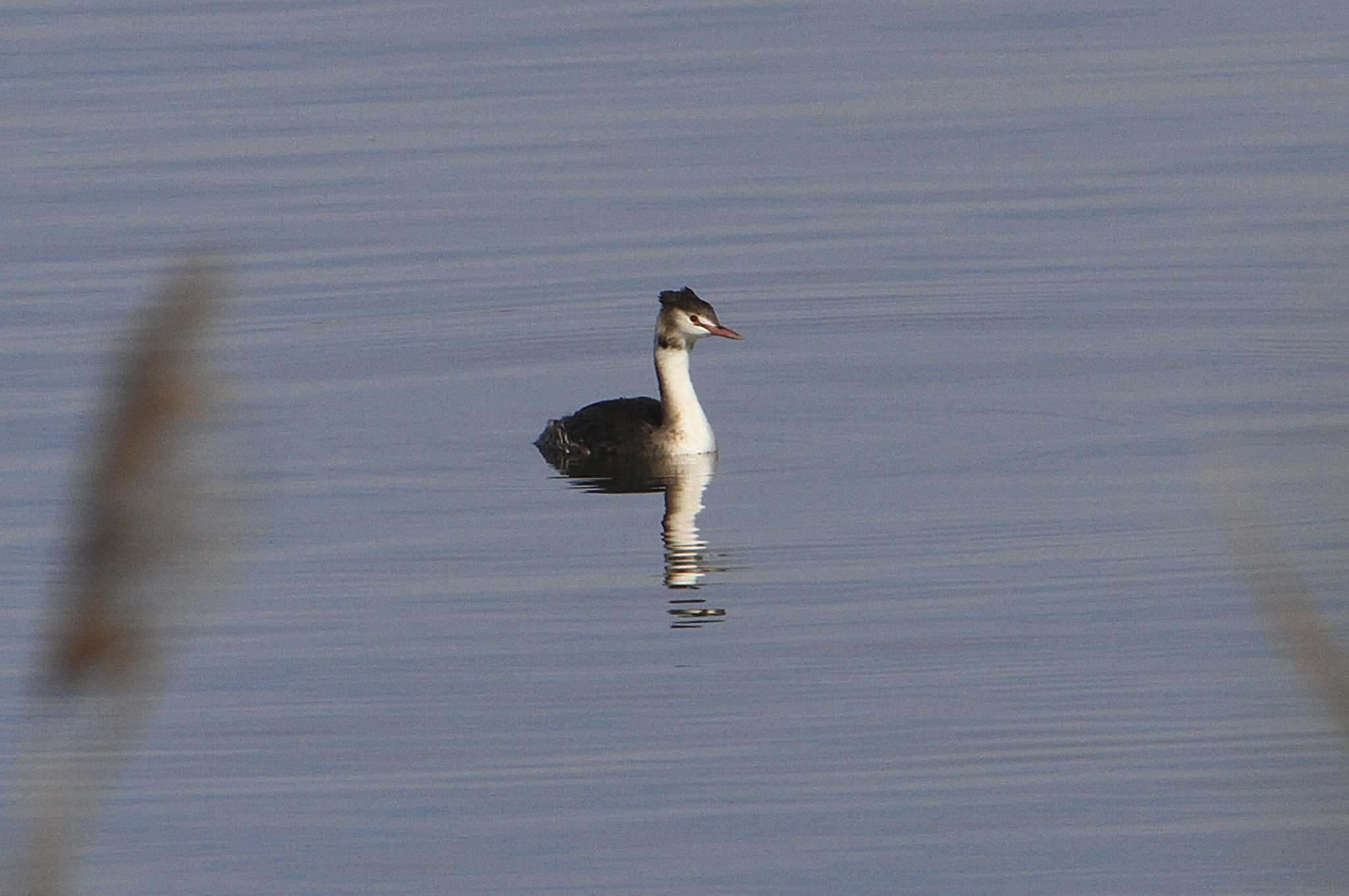 Great Crested Grebe