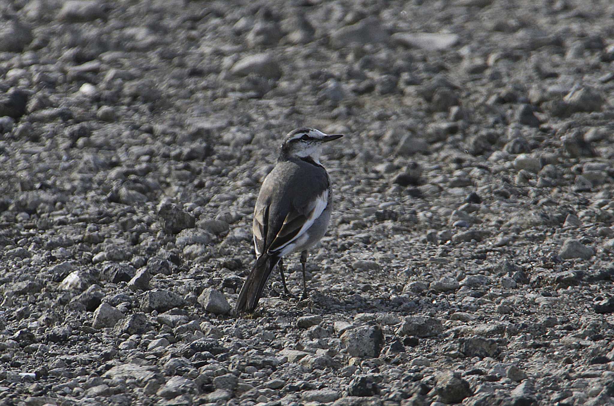 White Wagtail