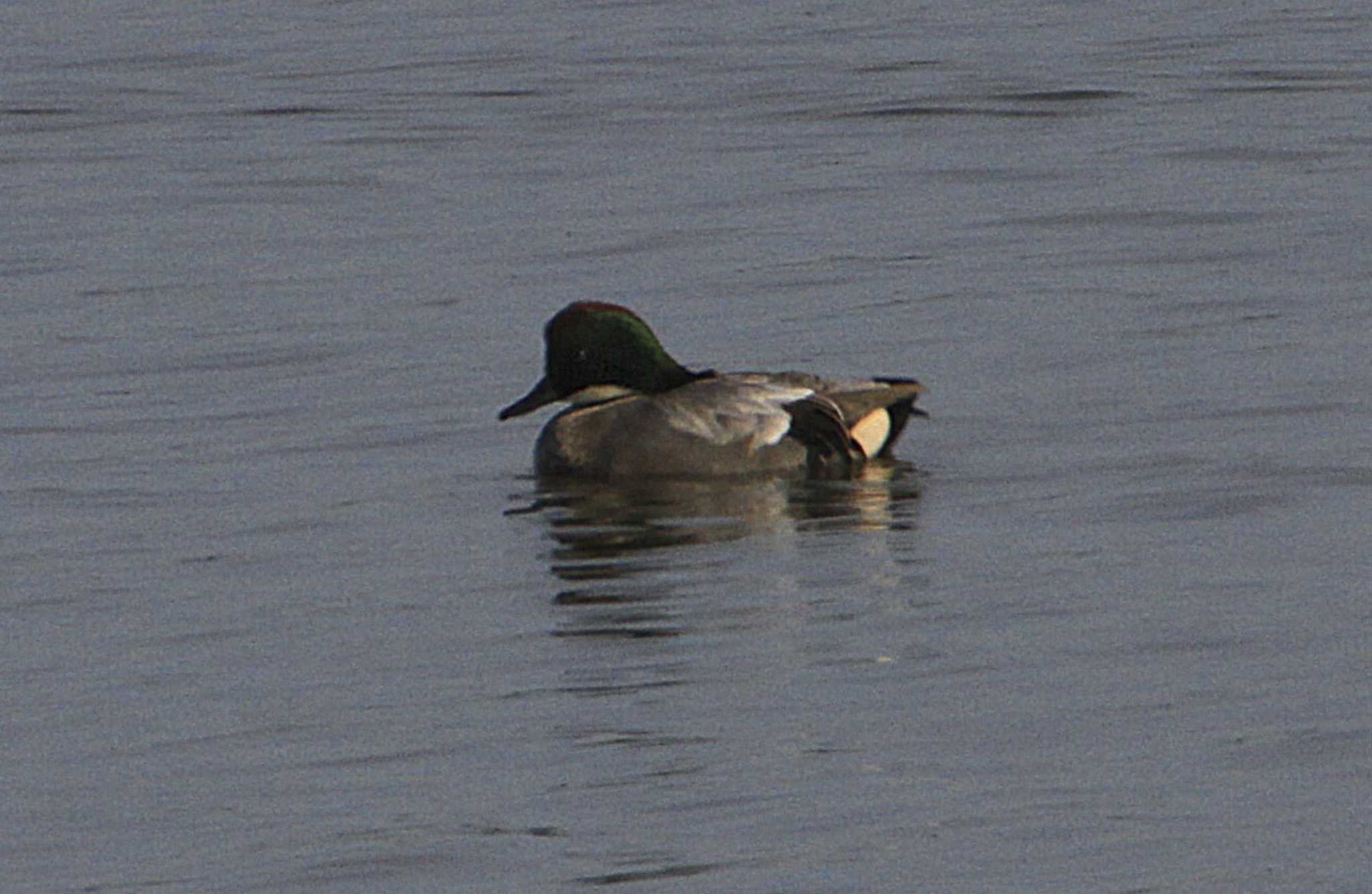 Falcated Duck